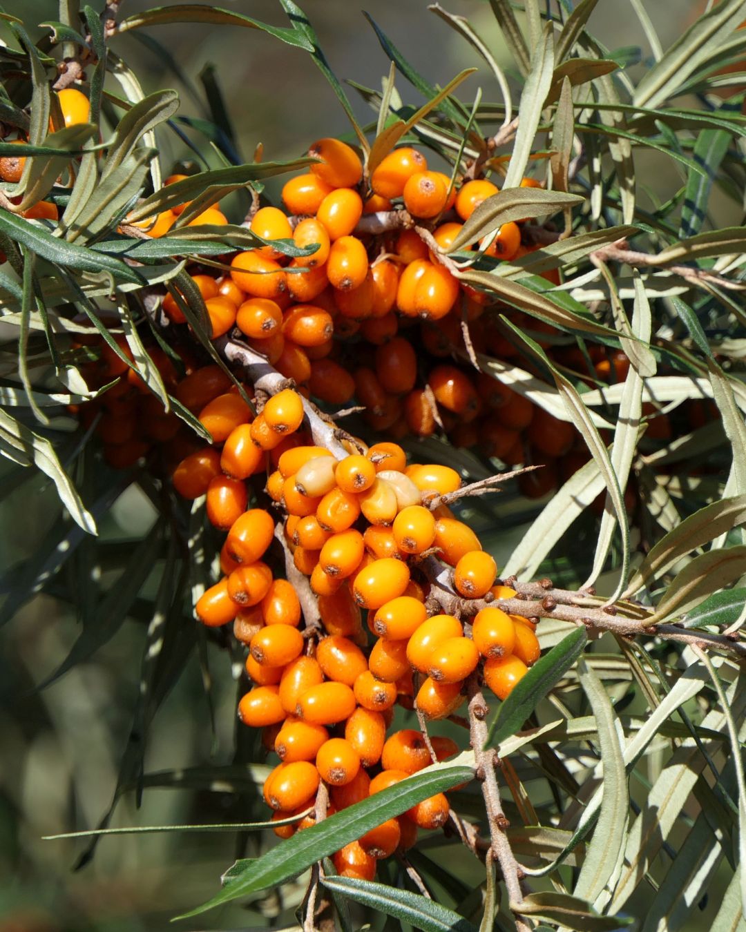 Hippophae Rhamnoides Fruit Oil